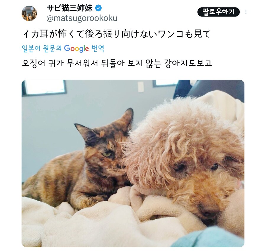 고양이때문에 불편한 멍멍이.jpg_1.jpg