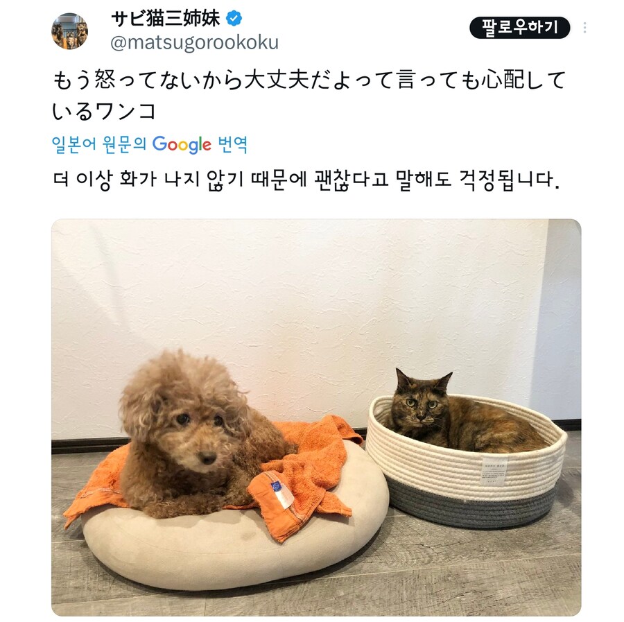 고양이때문에 불편한 멍멍이.jpg_2.jpg