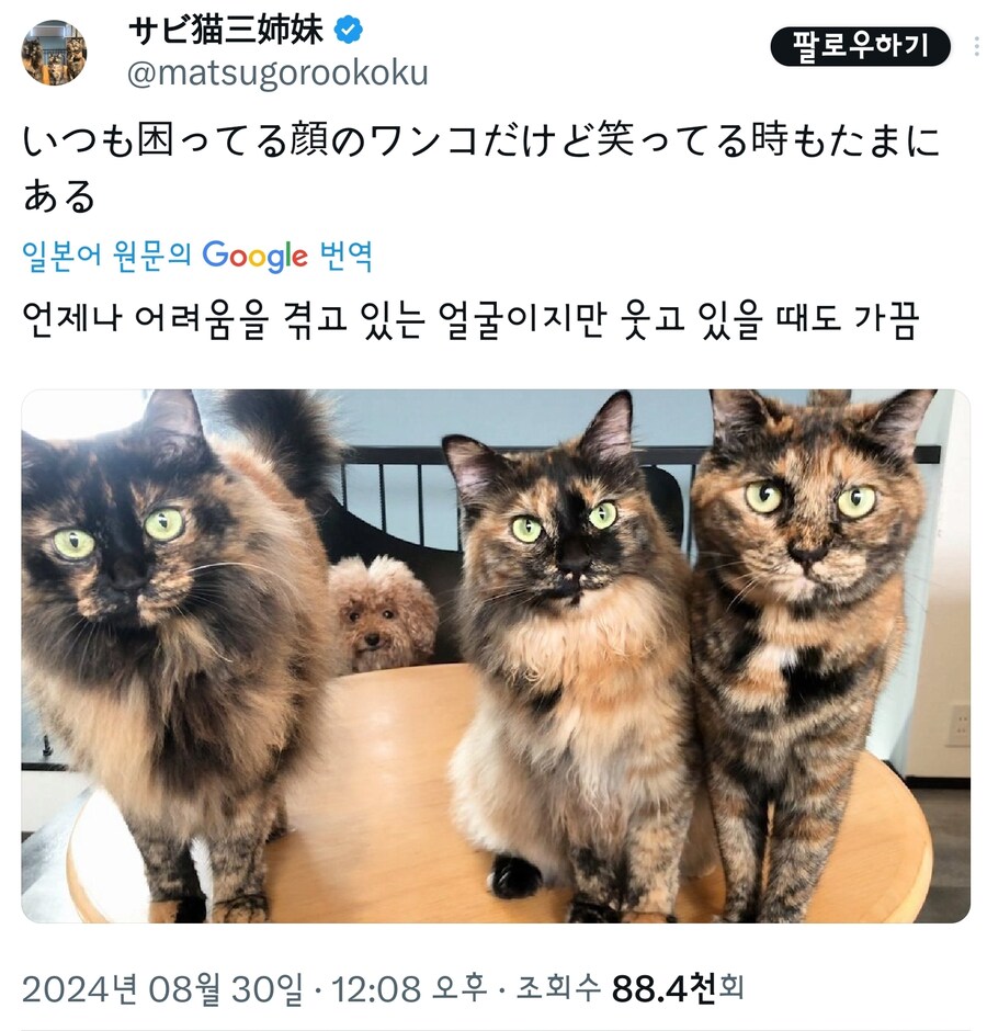 고양이때문에 불편한 멍멍이.jpg_3.jpg