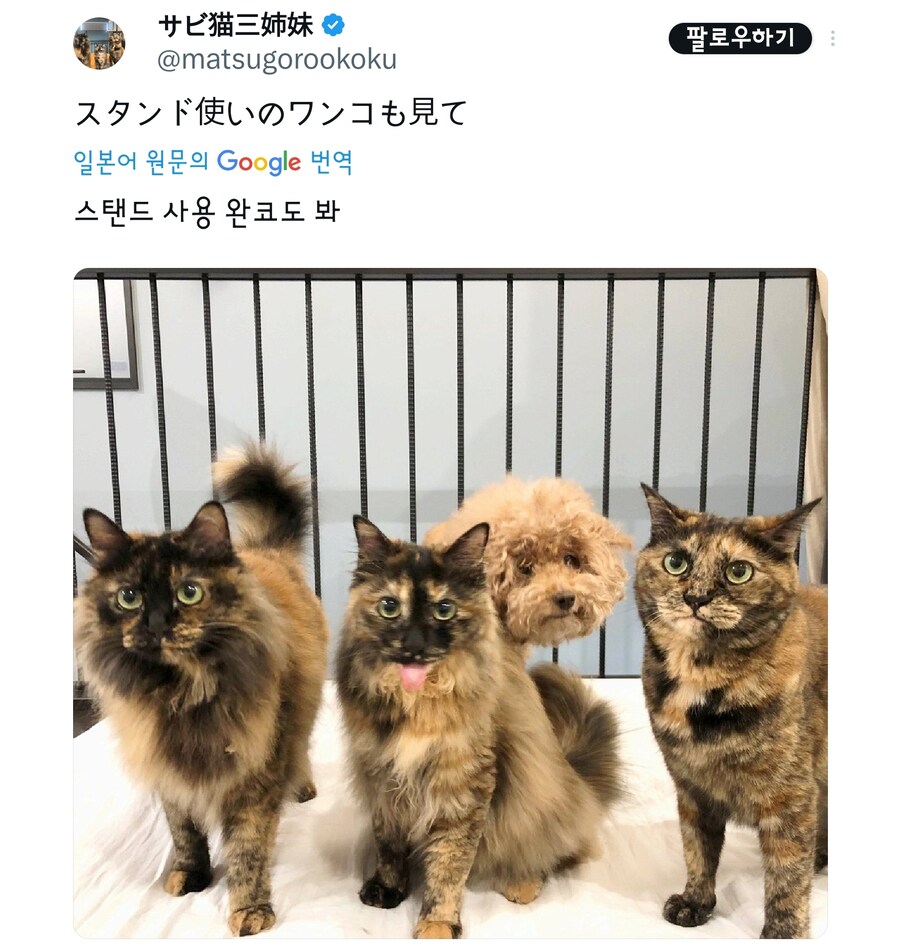 고양이때문에 불편한 멍멍이.jpg_4.jpg