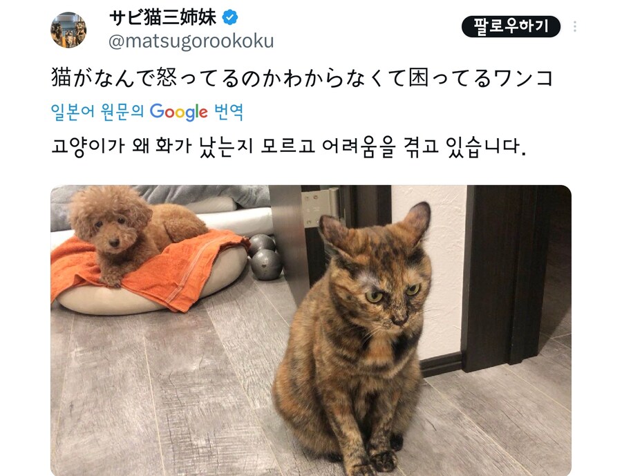 고양이때문에 불편한 멍멍이.jpg_6.jpg