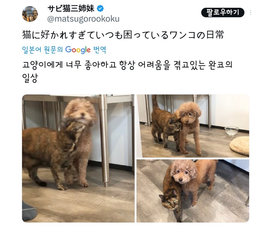 고양이때문에 불편한 멍멍이.jpg_7.jpg