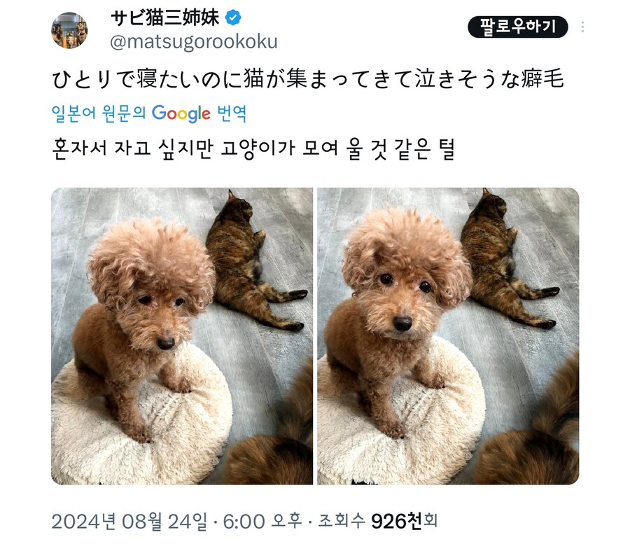 고양이때문에 불편한 멍멍이.jpg_8.jpg