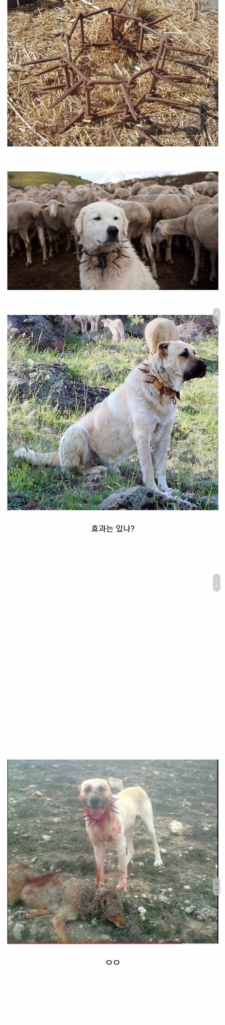 가축 지키는 맹견에 캐쉬템을 달아줘봤다_1.jpg