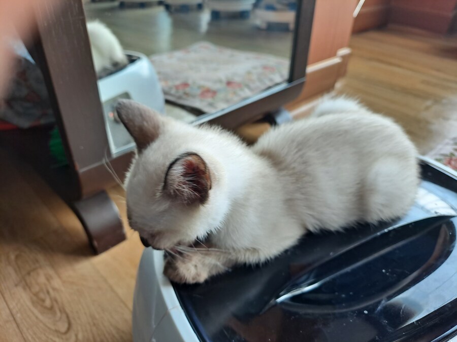 솔직히 고양이 털날림 완전 오버에요. 별로 털 안날려요~_6.jpg