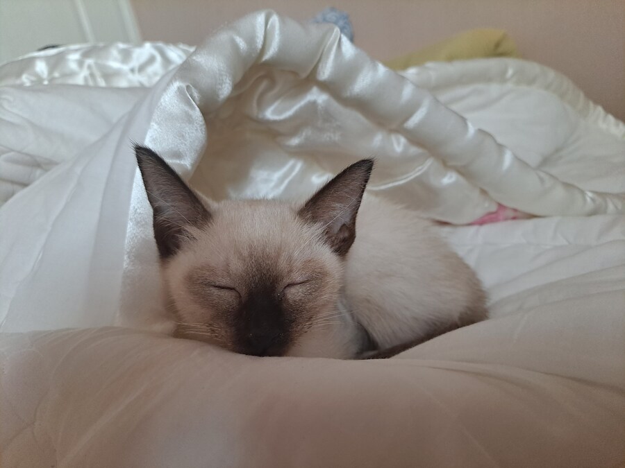 솔직히 고양이 털날림 완전 오버에요. 별로 털 안날려요~_5.jpg