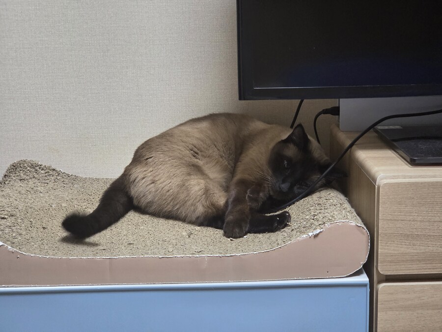 솔직히 고양이 털날림 완전 오버에요. 별로 털 안날려요~_7.jpg