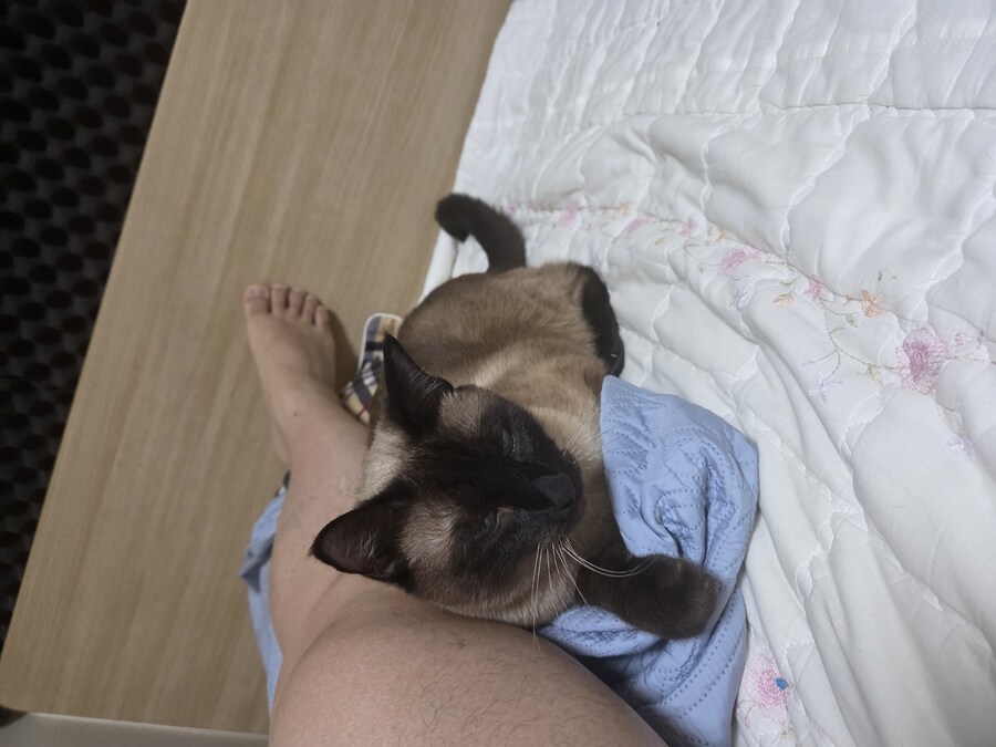 솔직히 고양이 털날림 완전 오버에요. 별로 털 안날려요~_8.jpg