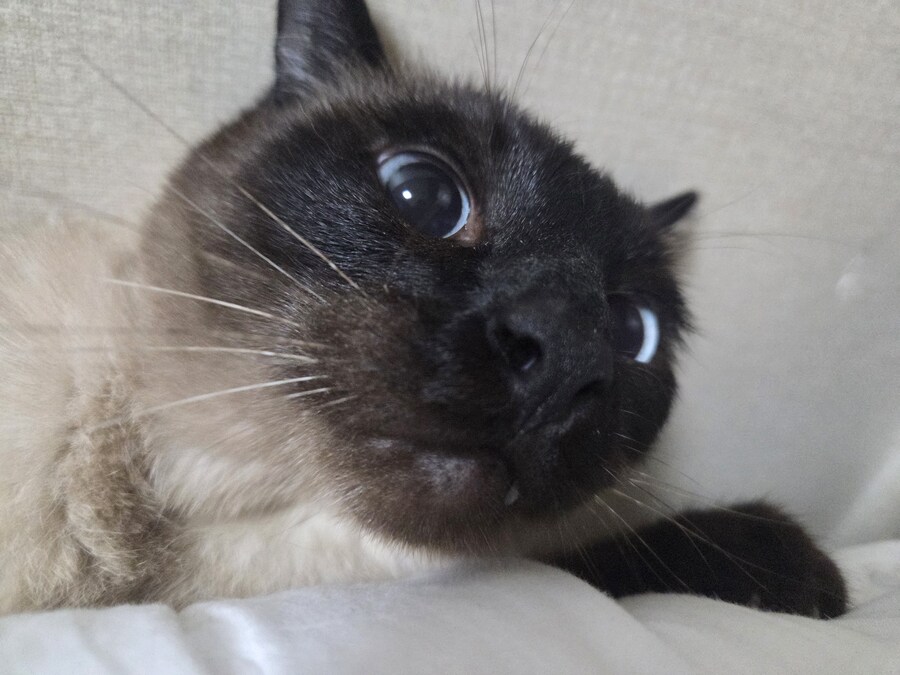 솔직히 고양이 털날림 완전 오버에요. 별로 털 안날려요~_10.jpg