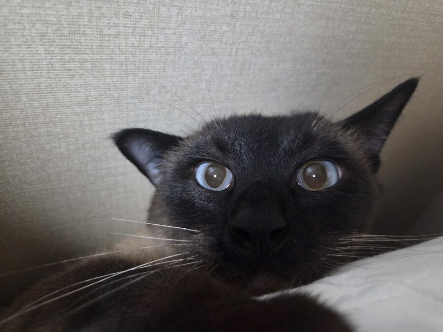 솔직히 고양이 털날림 완전 오버에요. 별로 털 안날려요~_11.jpg