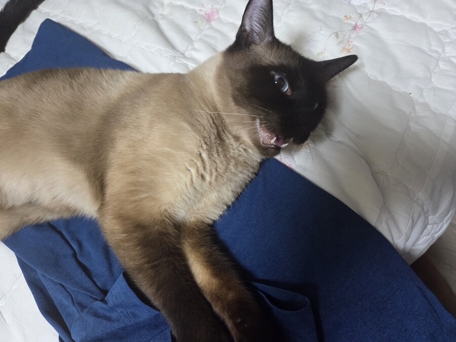 솔직히 고양이 털날림 완전 오버에요. 별로 털 안날려요~_12.jpg