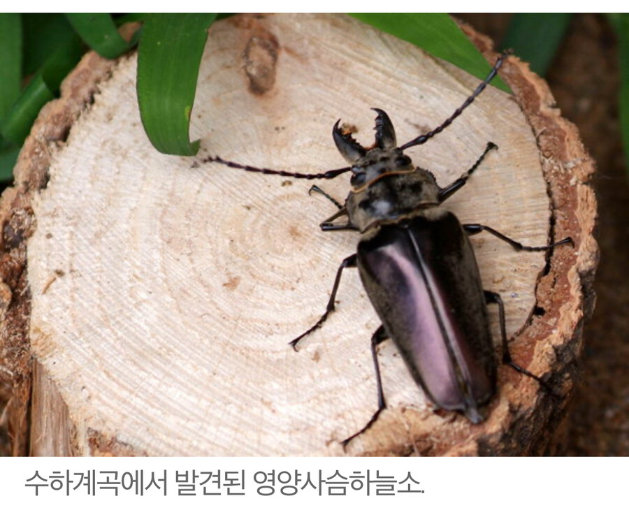 하늘소인척 하지만 하늘소가 아닌 것_1.jpg