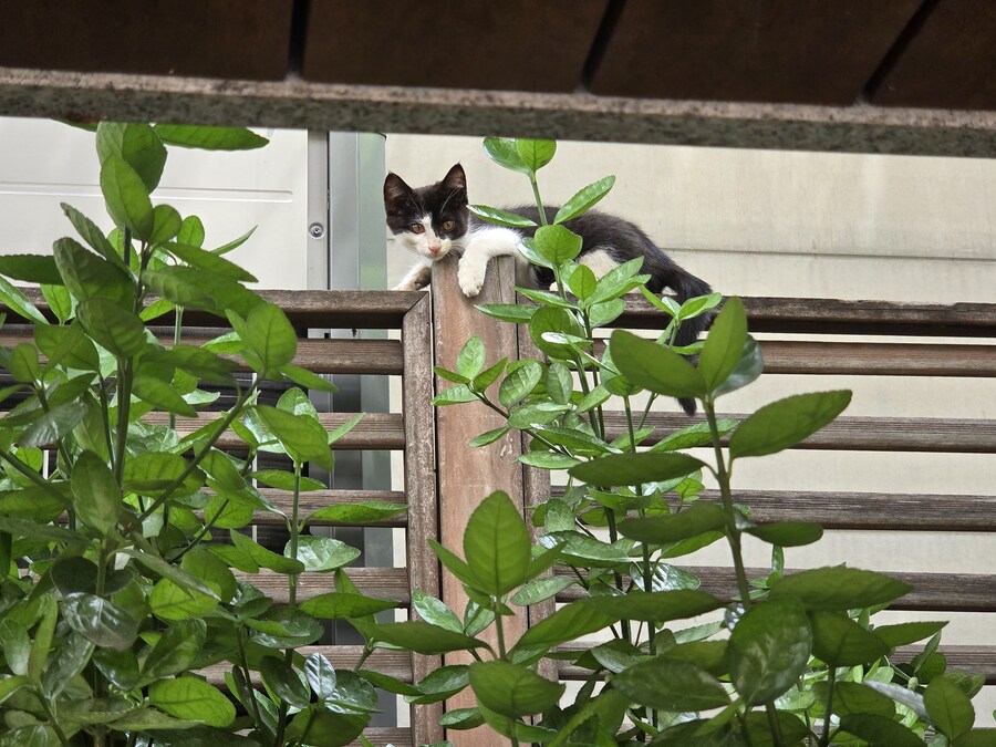 오 길에서 귀여운 아깽이 봤음_4.jpg