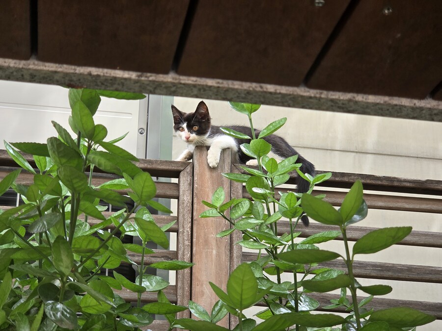 오 길에서 귀여운 아깽이 봤음_6.jpg
