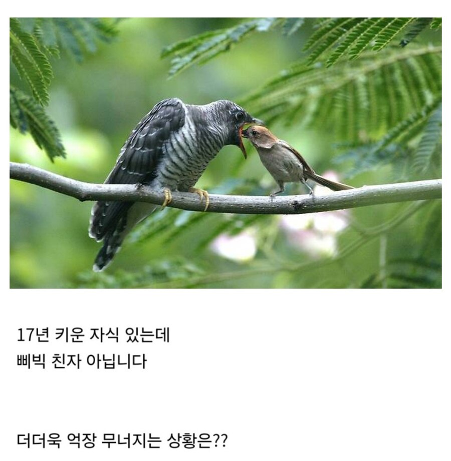 100억원 날림 vs 자식이 내 자식 아님.jpg_2.jpg