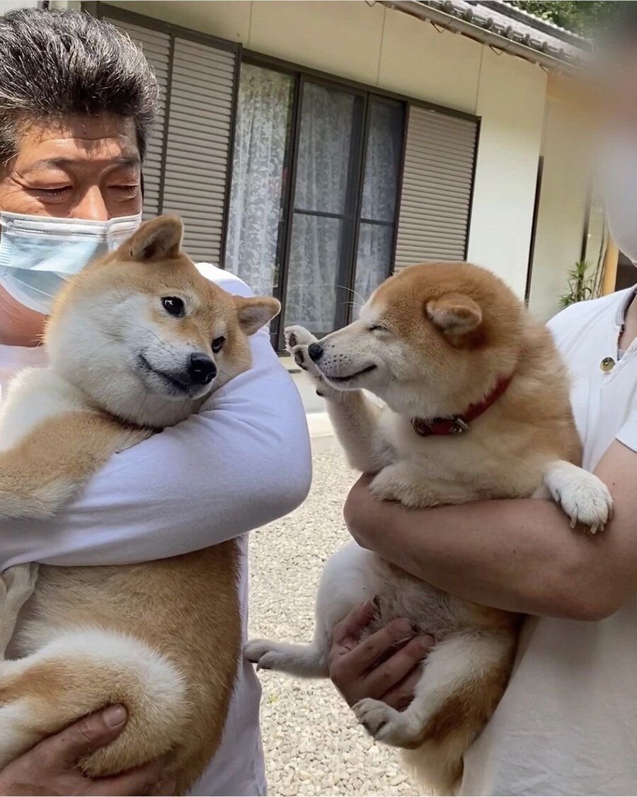 친구 만나서 반가운 시바.jpg_1.jpg