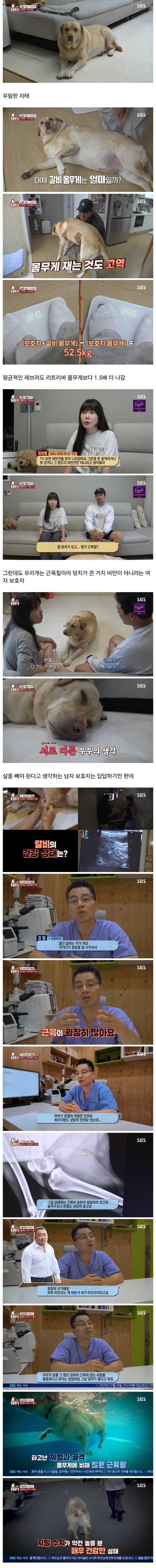 자기 반려견은 돼지 아니라고 우기는 사람_1.jpg