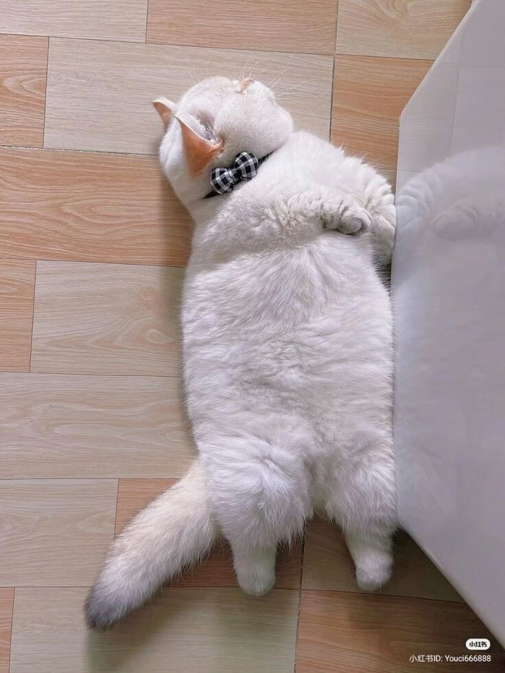 자꾸 눕기만하는 뚱냥.jpg_1.jpg