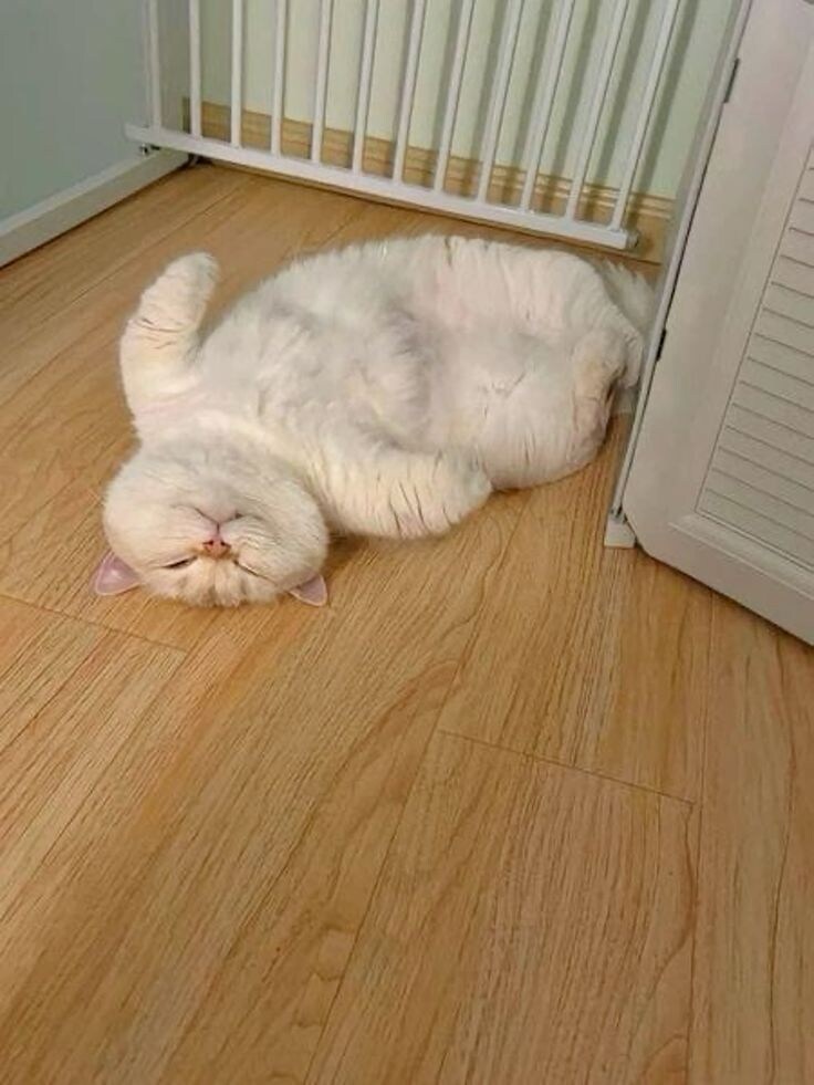 자꾸 눕기만하는 뚱냥.jpg_2.jpg