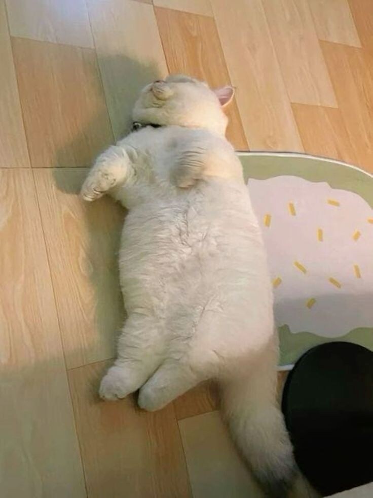 자꾸 눕기만하는 뚱냥.jpg_3.jpg
