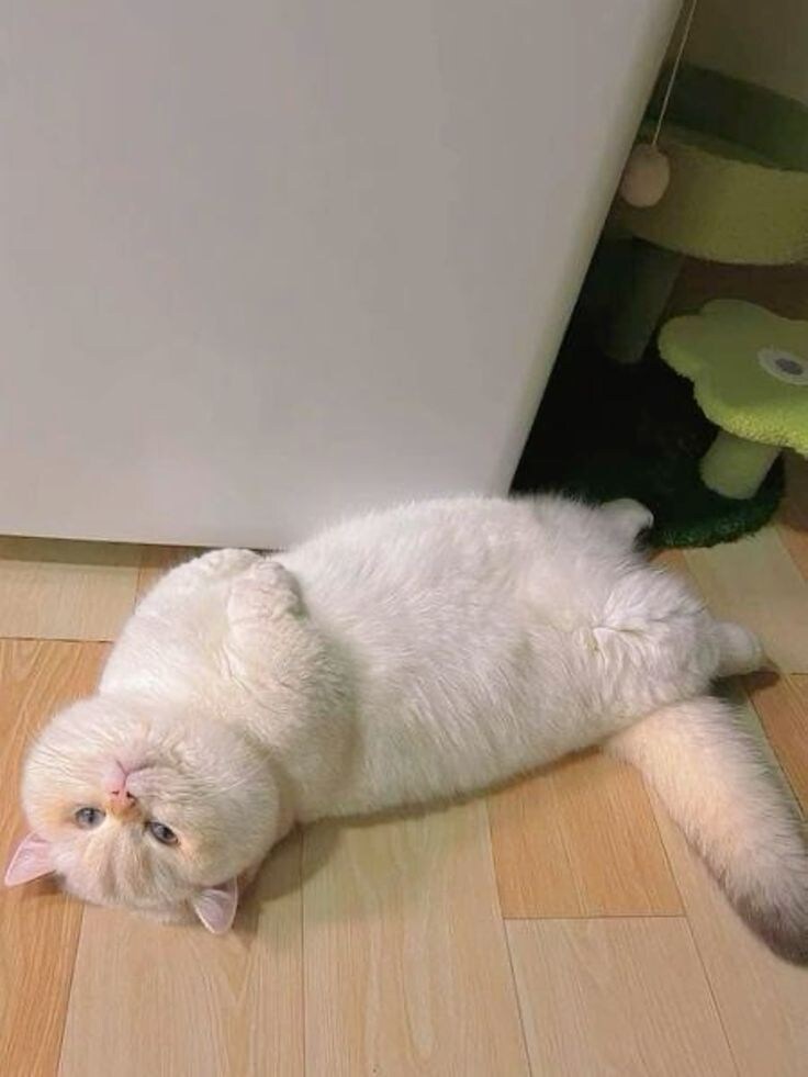 자꾸 눕기만하는 뚱냥.jpg_4.jpg