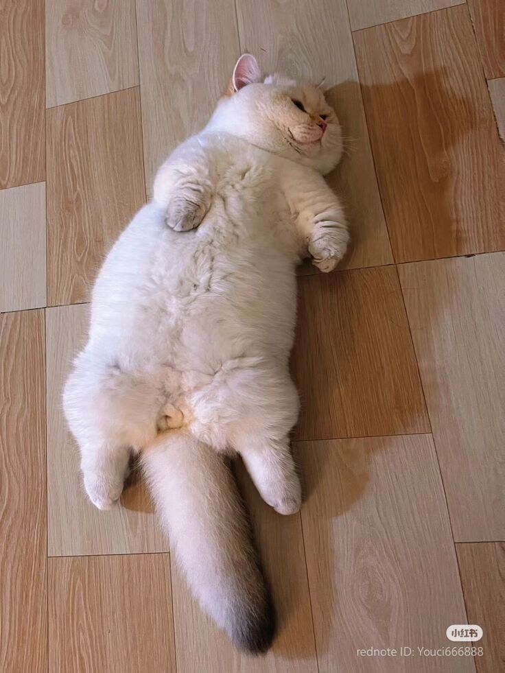 자꾸 눕기만하는 뚱냥.jpg_5.jpg