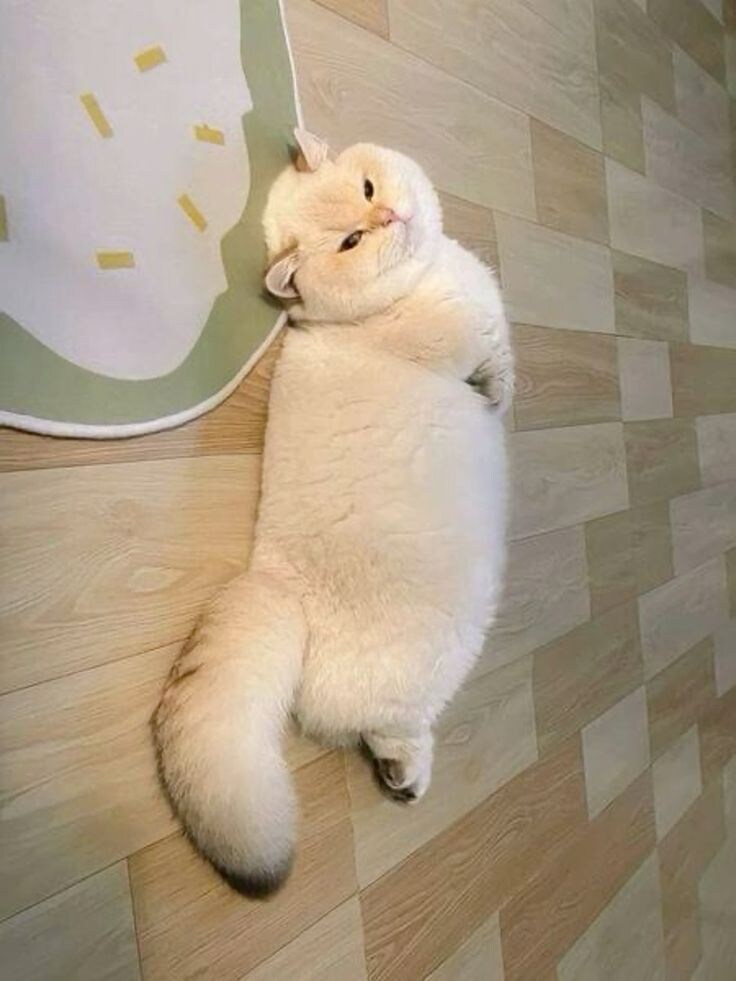 자꾸 눕기만하는 뚱냥.jpg_6.jpg
