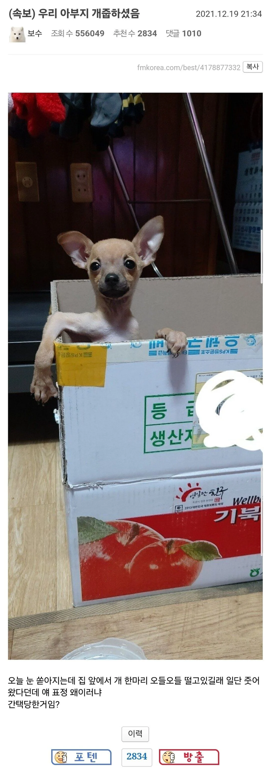 개를 주워오신 아버지_1.webp