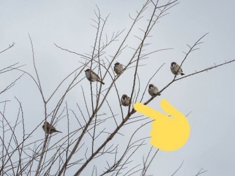 참새의 기본소양_1.jpg
