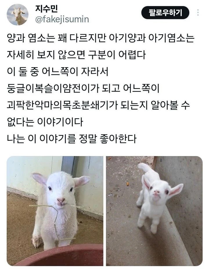 아기양과 아기 염소는 자세히 안 보면 구분하기 힘듬_1.jpg