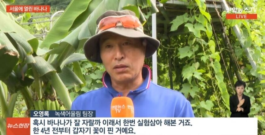 의외로 서울에서 자라는 과일_1.jpg