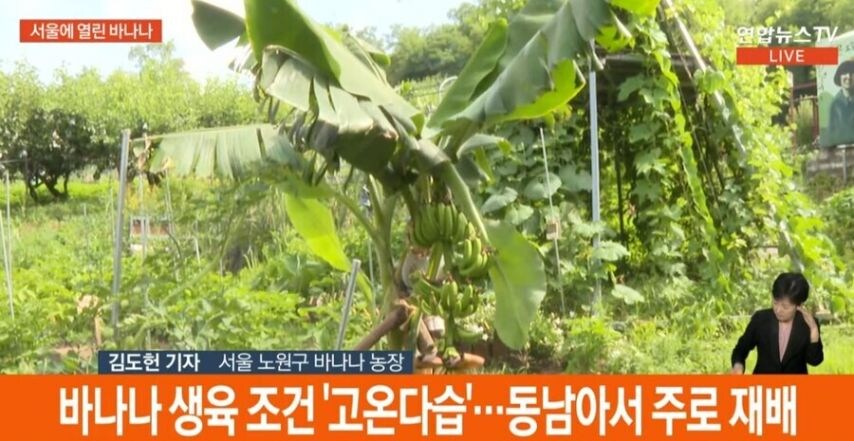 의외로 서울에서 자라는 과일_2.jpg