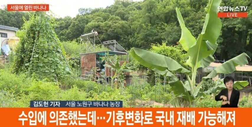 의외로 서울에서 자라는 과일_3.jpg