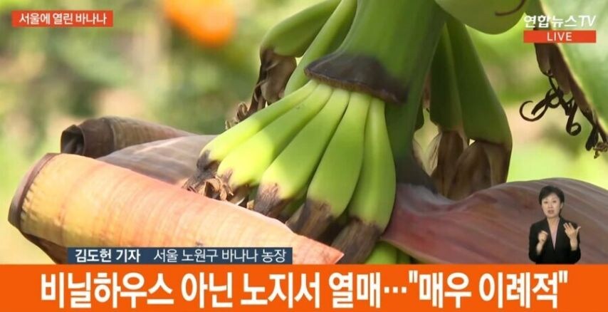 의외로 서울에서 자라는 과일_4.jpg