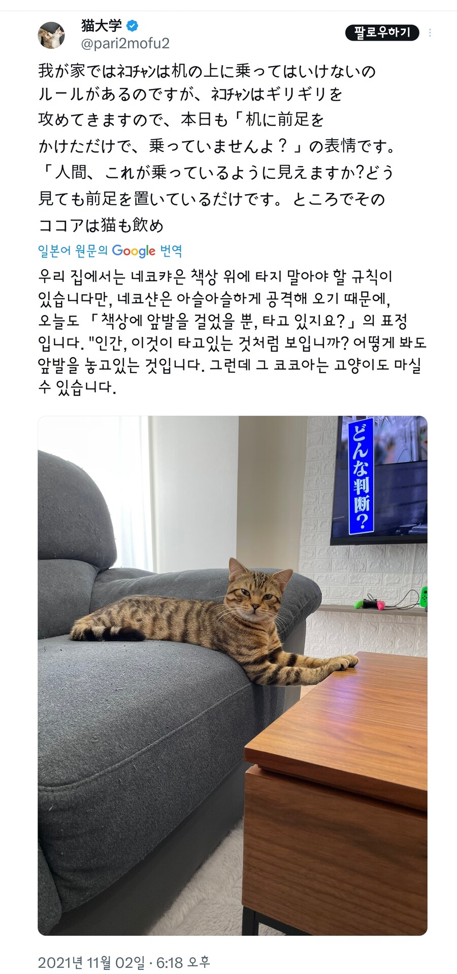 규칙을 잘 지키는 고양이.jpg_1.jpg