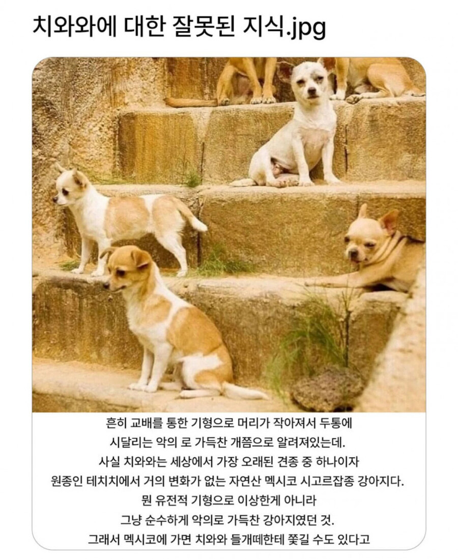 치와와에 대한 잘못 알려진 오해.jpg_1.jpg