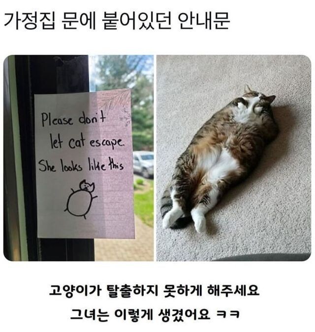 뚱냥 사실적인 묘사.jpg_1.jpg