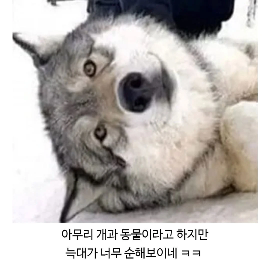 에어비앤비 호스트의 동물체험_3.webp