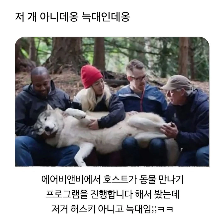 에어비앤비 호스트의 동물체험_1.webp