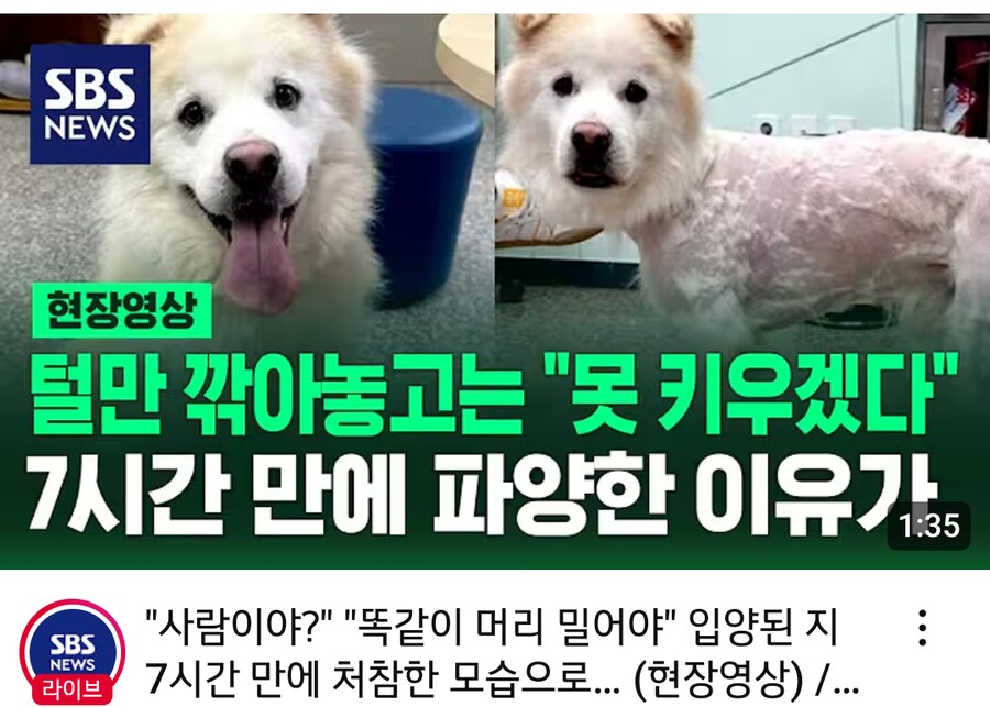 7시간만에 파양한 이유_1.png