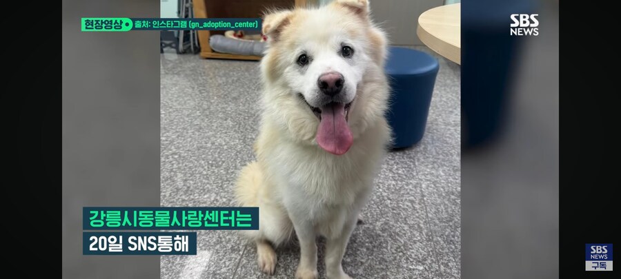 7시간만에 파양한 이유_2.png