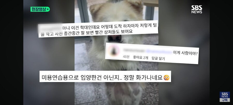 7시간만에 파양한 이유_5.png
