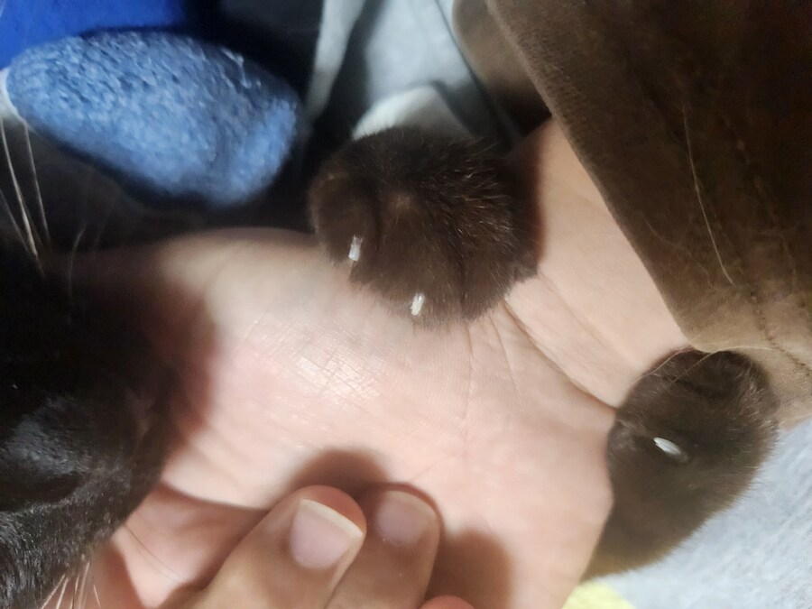 나도 고양이에게 개인기를 가르치고 싶었다..._8.jpg