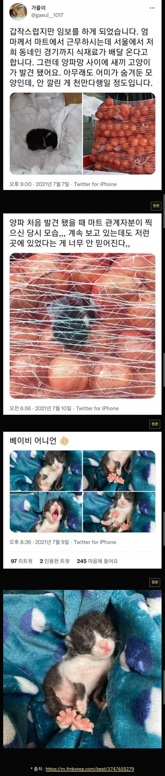 고양이 이름이 양파인 이유.jpg_1.jpg