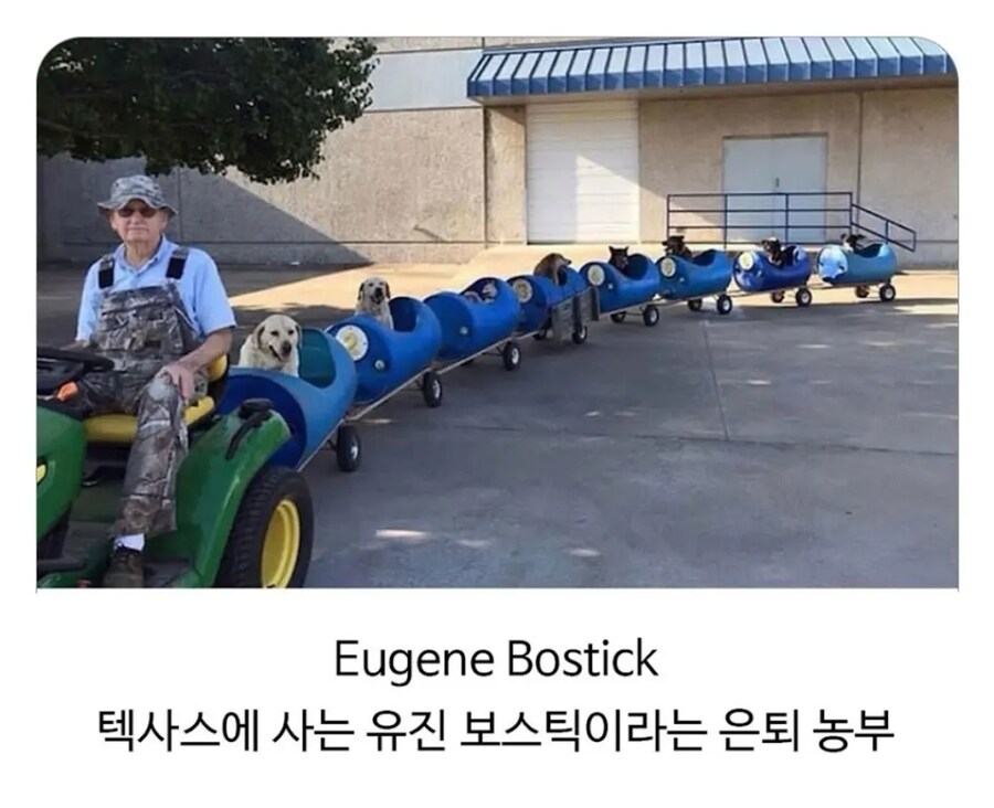 80세 할아버지가 강아지들 산책시키는 방법.JPG_1.jpg