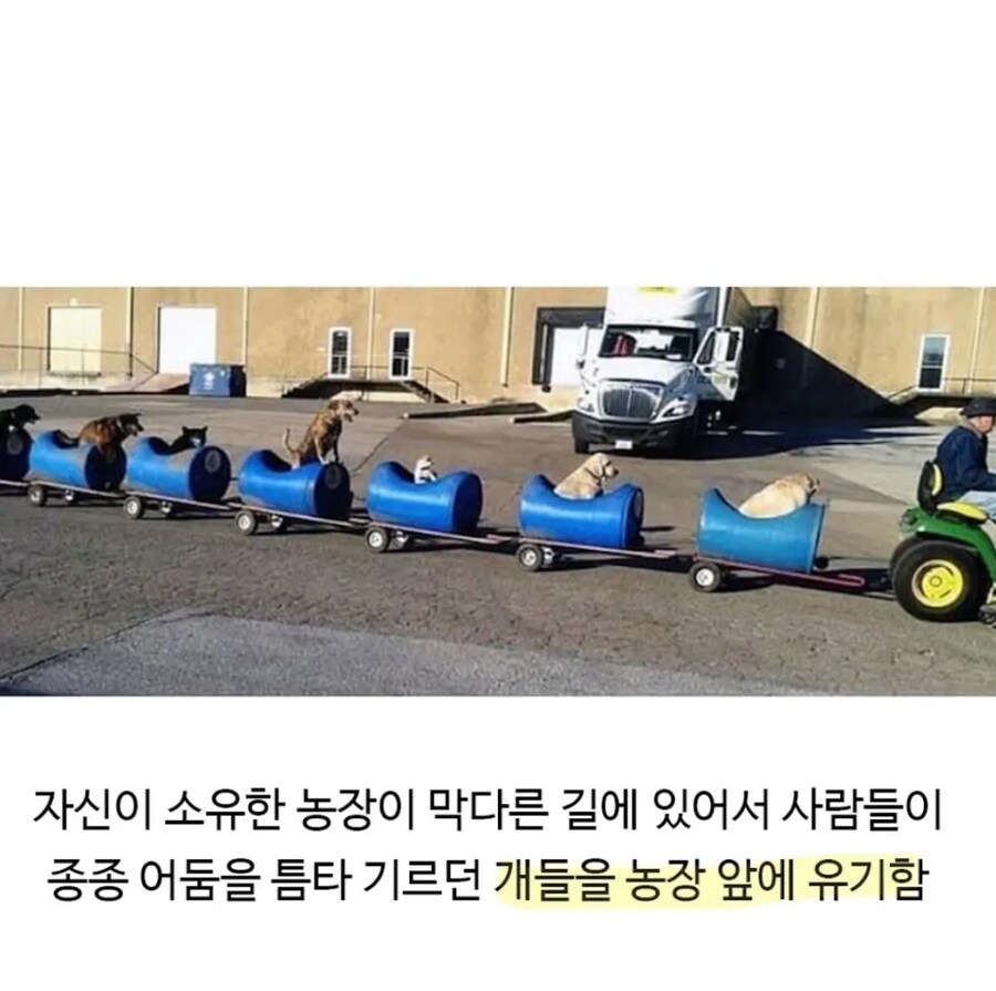 80세 할아버지가 강아지들 산책시키는 방법.JPG_2.jpg