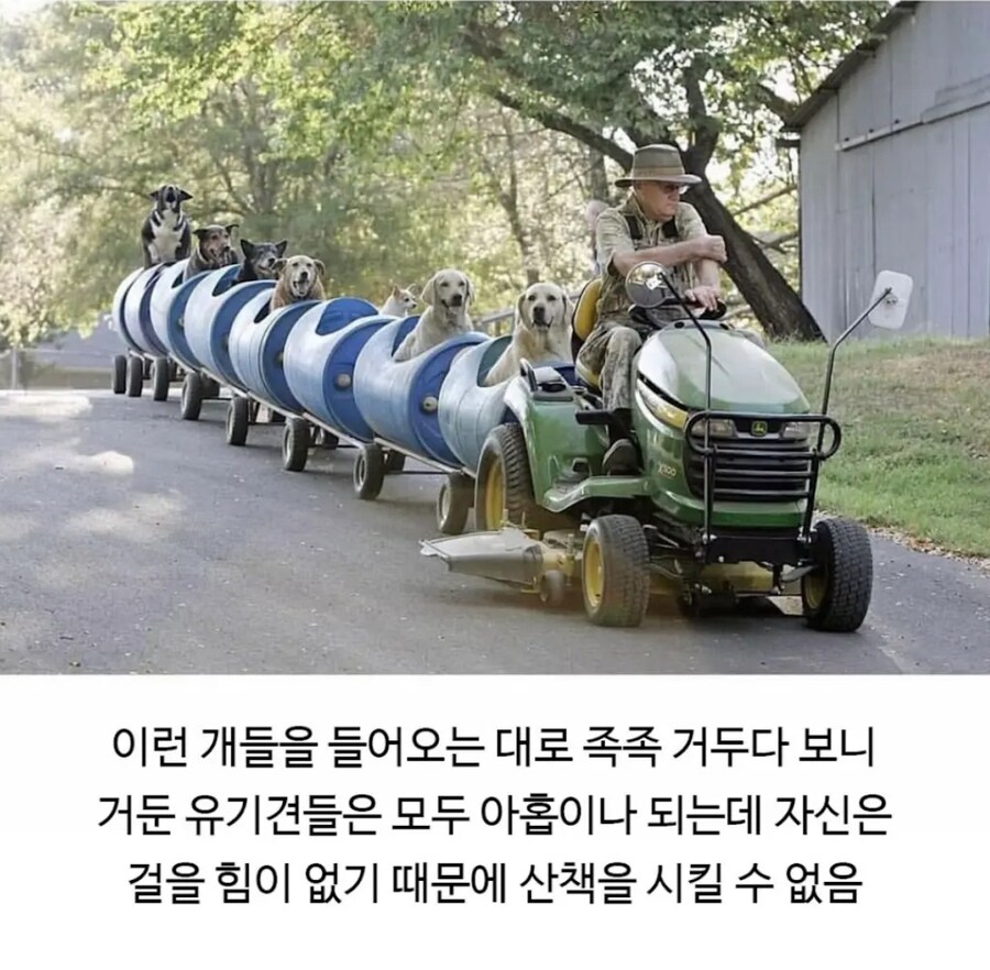 80세 할아버지가 강아지들 산책시키는 방법.JPG_3.jpg