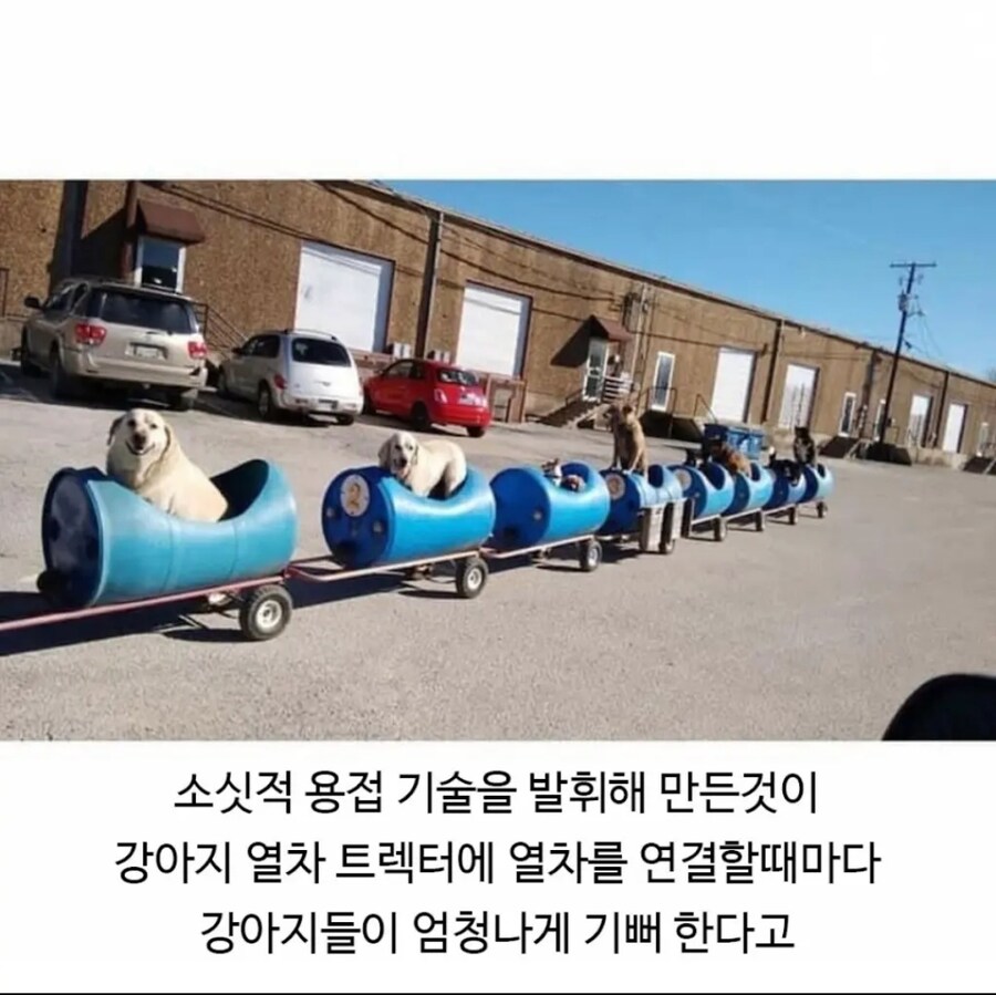 80세 할아버지가 강아지들 산책시키는 방법.JPG_5.jpg