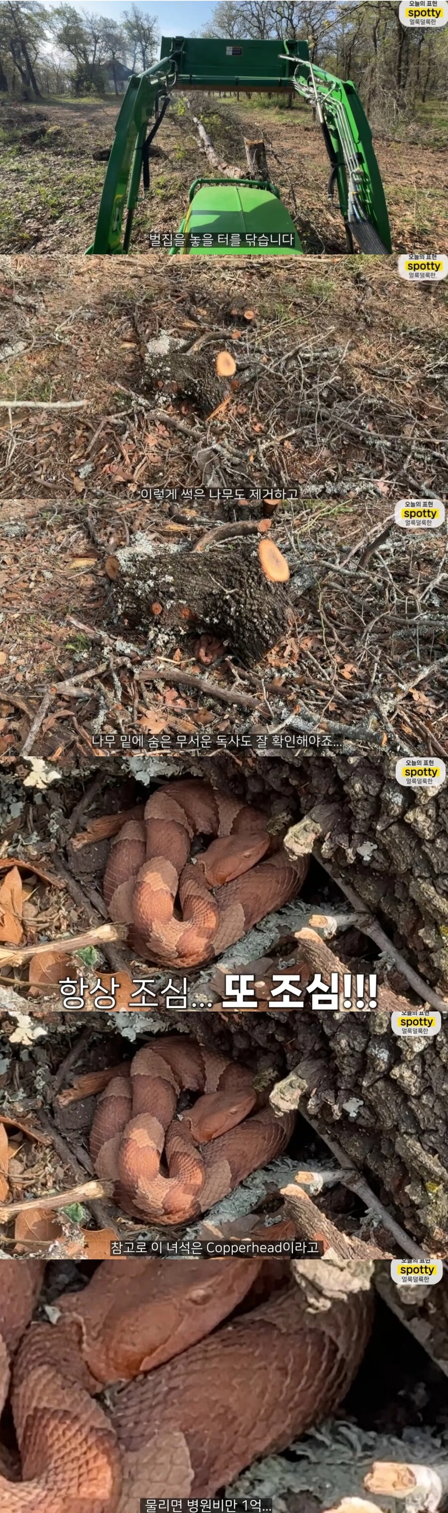 미국에서 독사를 조심해야 하는 이유.jpg_1.jpg