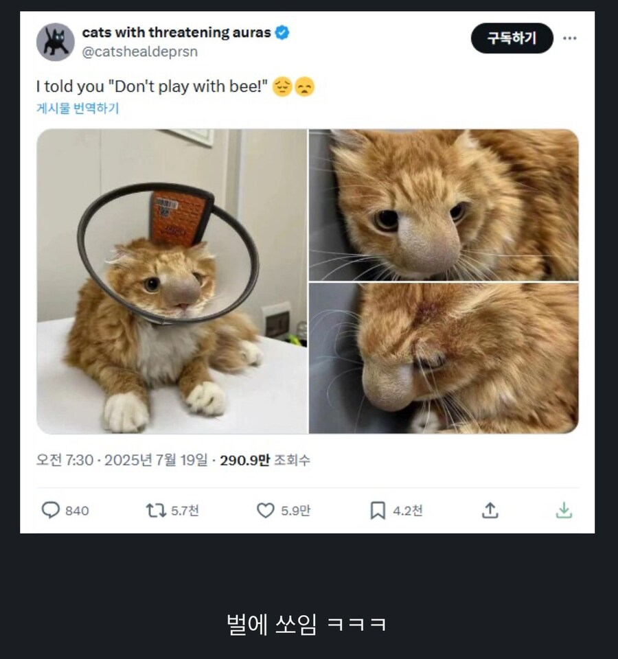 코가 대단한 고양이.jpg_2.jpg